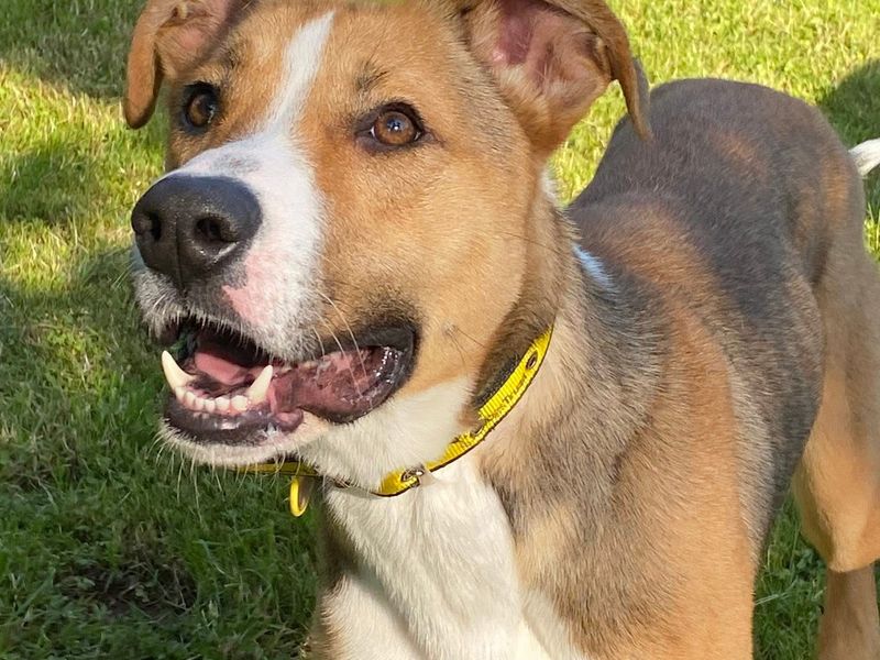 Deidre | Crossbreed | Canterbury - 1