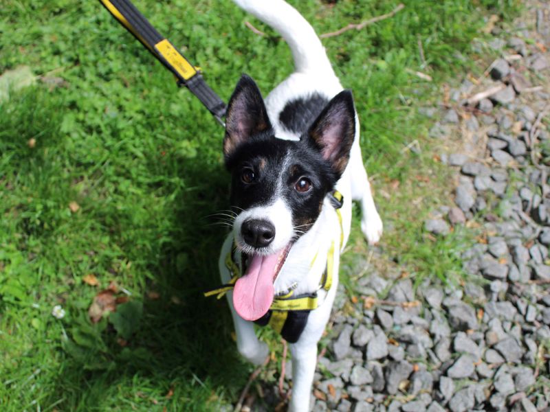 Akira | Terrier (Parson Russell) | Glasgow - 1