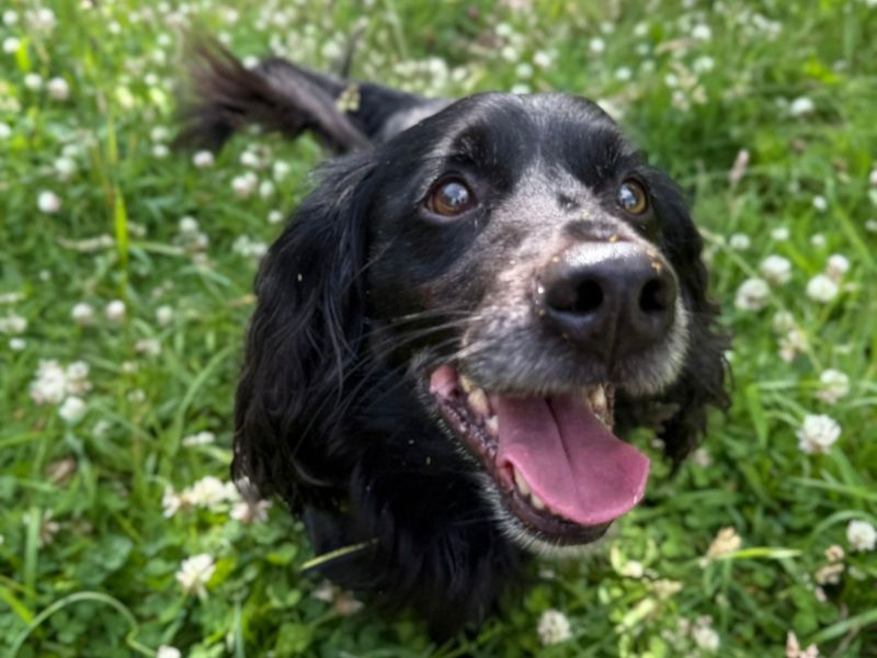 Springer Spaniel for adoption in Telford, Shropshire – 9 years old - Image 3 of 3