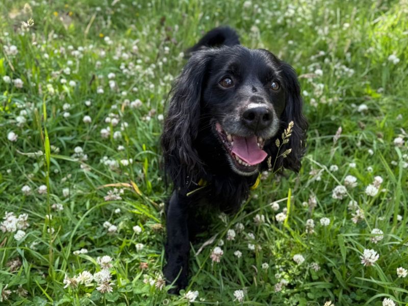 Springer Spaniel for adoption in Telford, Shropshire – 9 years old - Image 2 of 3