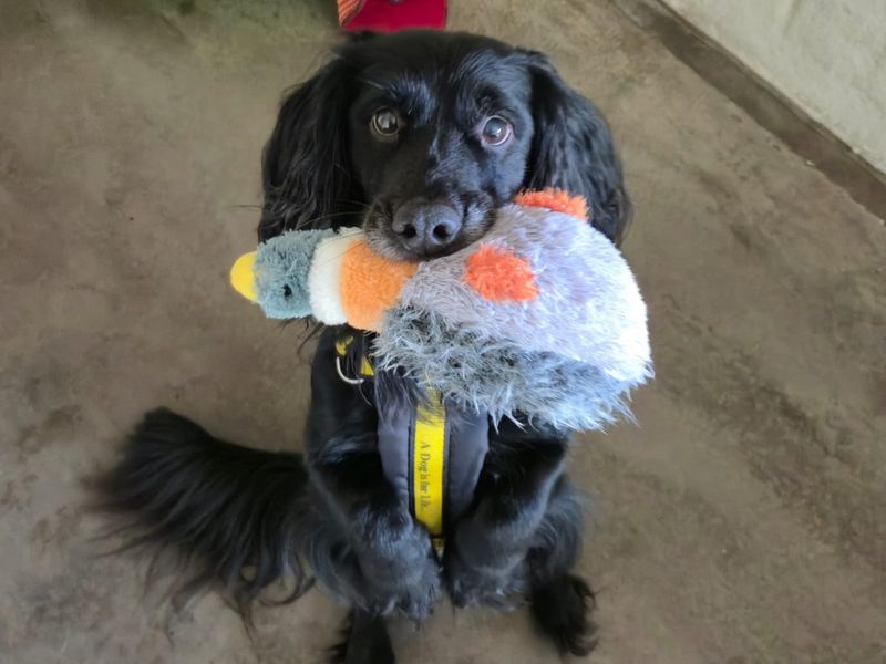 Springer Spaniel for adoption in Telford, Shropshire – 9 years old