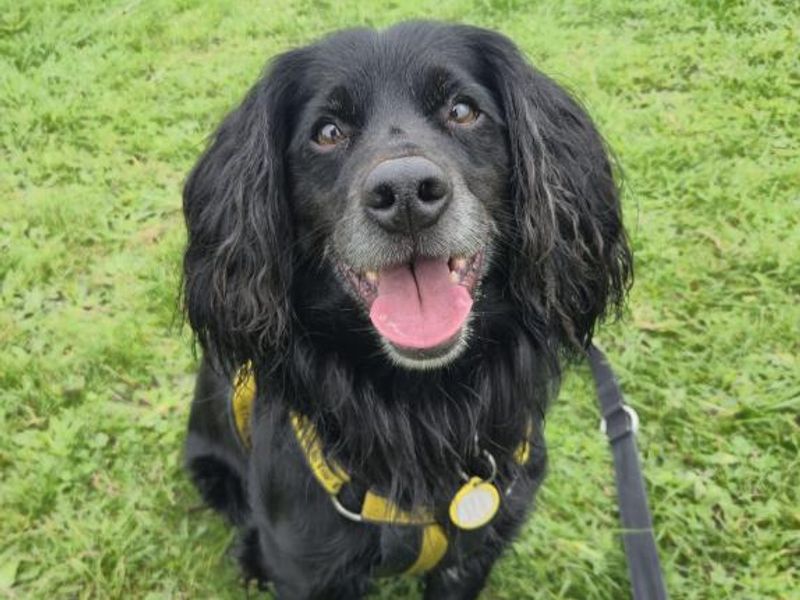 Benny | Spaniel (English Springer) Cross | Shrewsbury (Shropshire) - 1