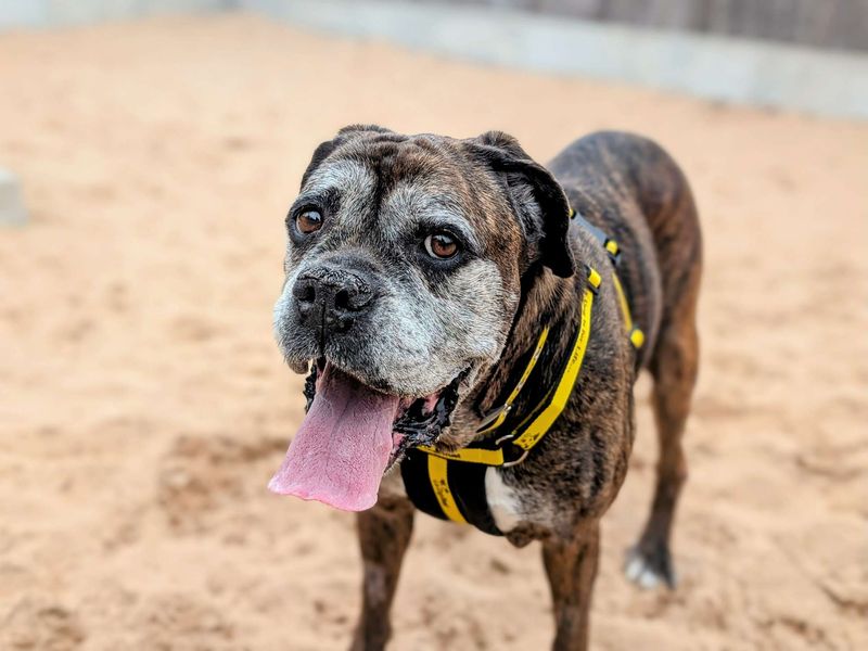 Boxer for adoption in Cardiff, Glamorgan – 9 years old - Image 2 of 6