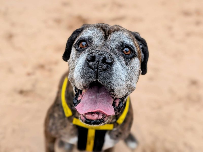 Boxer for adoption in Cardiff, Glamorgan – 9 years old