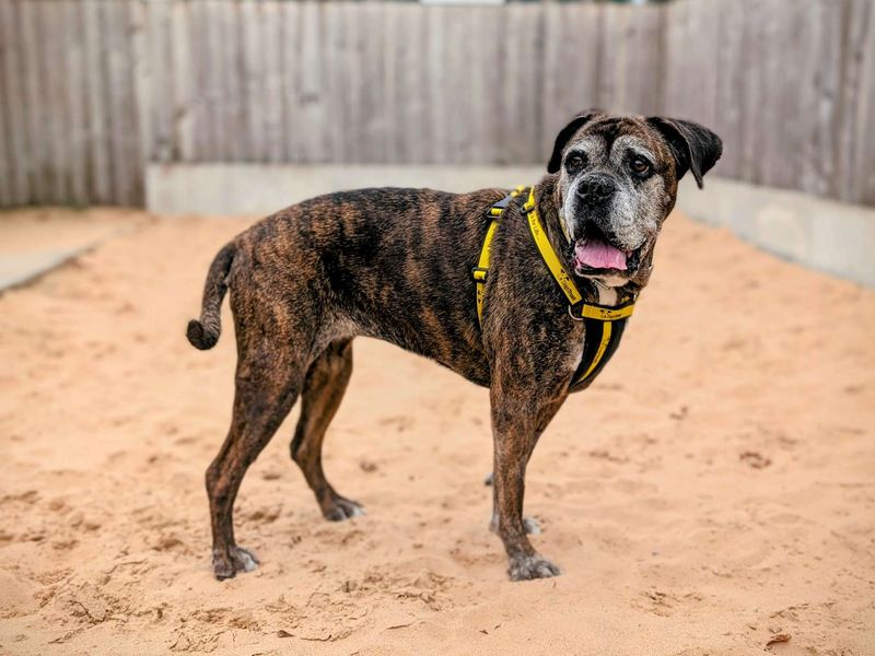 Boxer for adoption in Cardiff, Glamorgan – 9 years old - Image 3 of 6