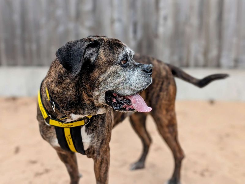 Boxer for adoption in Cardiff, Glamorgan – 9 years old - Image 4 of 6