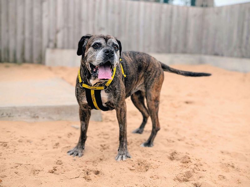 Boxer for adoption in Cardiff, Glamorgan – 9 years old - Image 6 of 6