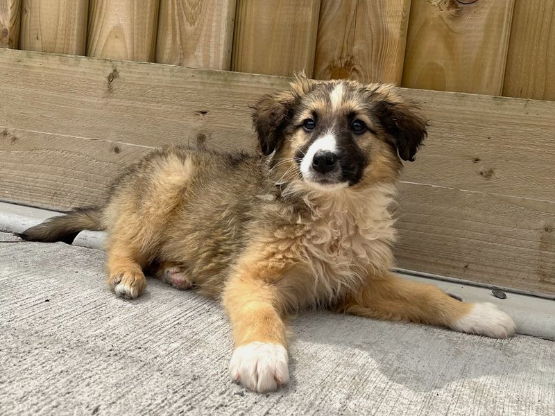 Winston | Collie (Border) | Ballymena (Northern Ireland) - 1