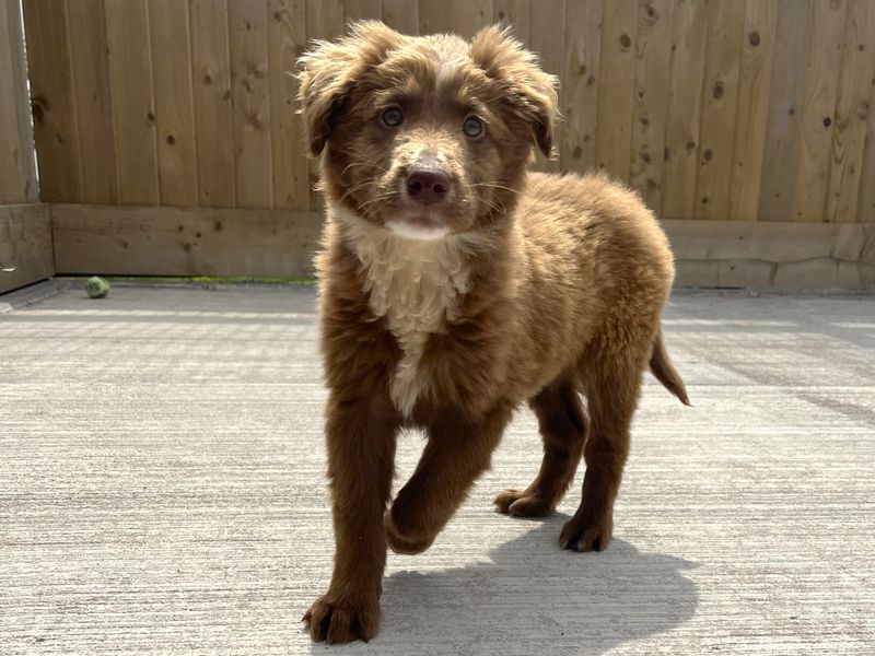 Winston for sale in Ballymena, Co Antrim - Image 2