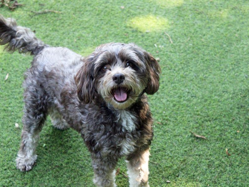 Cocker Spaniel for adoption in Liverpool, Merseyside – 5 years old