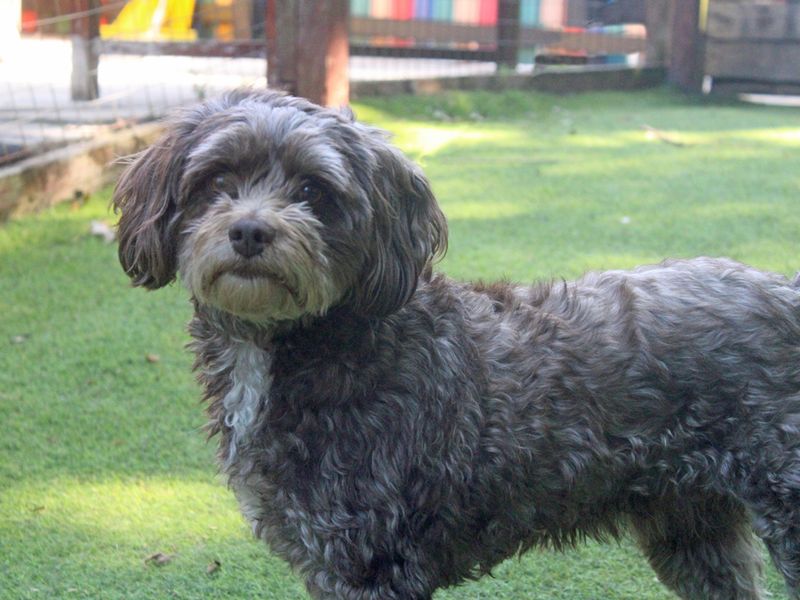 Poodle for adoption in Liverpool, Merseyside – 5 years old - Image 3 of 3
