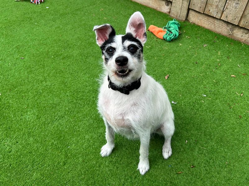 Jack Russell for adoption in Wymeswold, Leicestershire – 9 years old