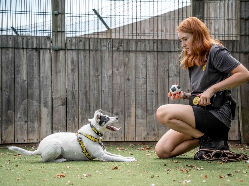Jack Russell for adoption in Wymeswold, Leicestershire – 9 years old - Image 3 of 3
