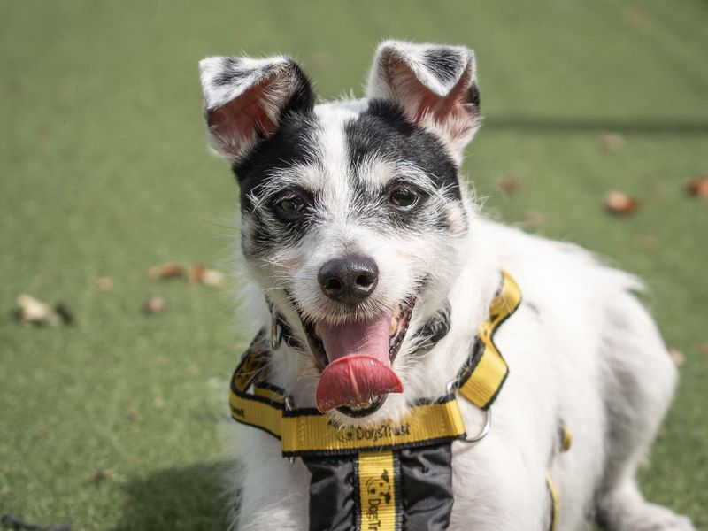 Jack Russell for adoption in Wymeswold, Leicestershire – 9 years old - Image 2 of 3