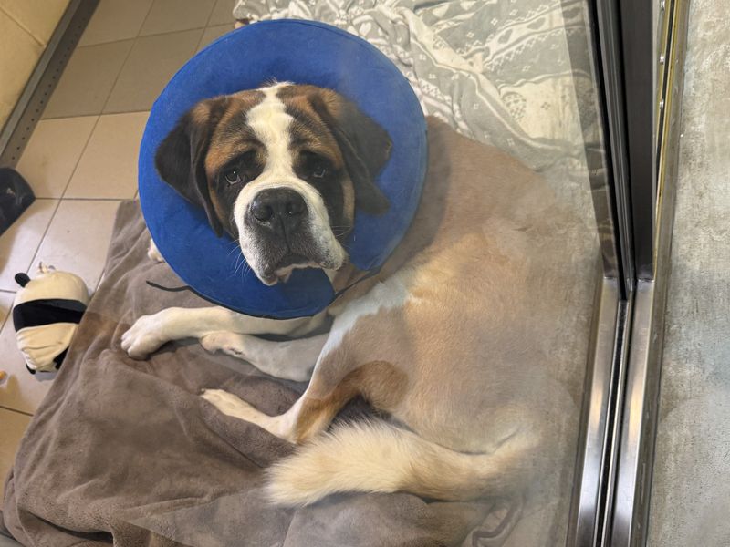Hanson | St Bernard | Basildon (Essex) - 1