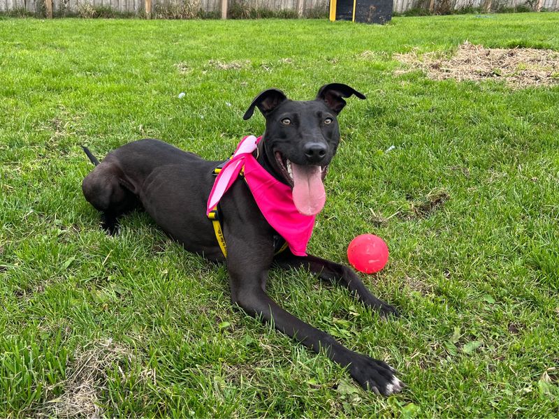 Lydia Longlegs | Lurcher | West Calder (Edinburgh) - 1