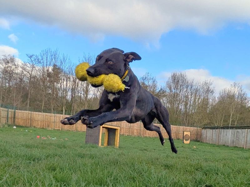 Lydia Longlegs | Lurcher | West Calder (Edinburgh) - 1