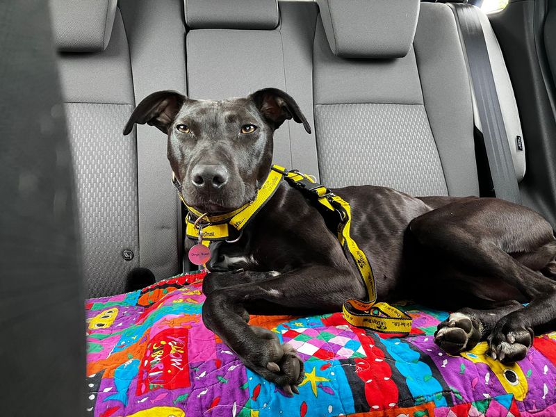 undefined | Lurcher | undefined - 1