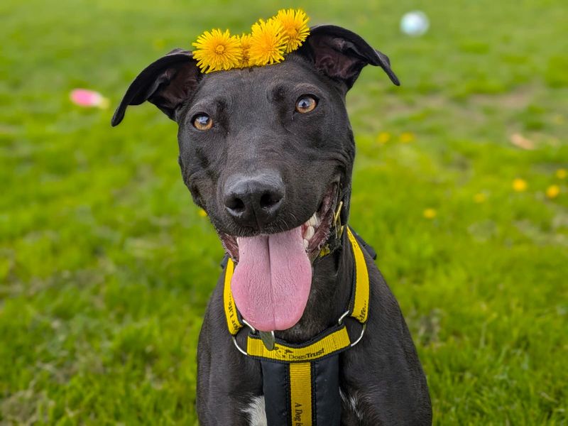 undefined | Lurcher | undefined - 7