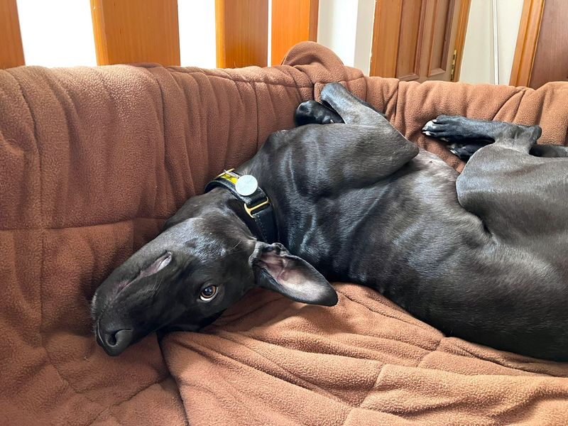 undefined | Lurcher | undefined - 5