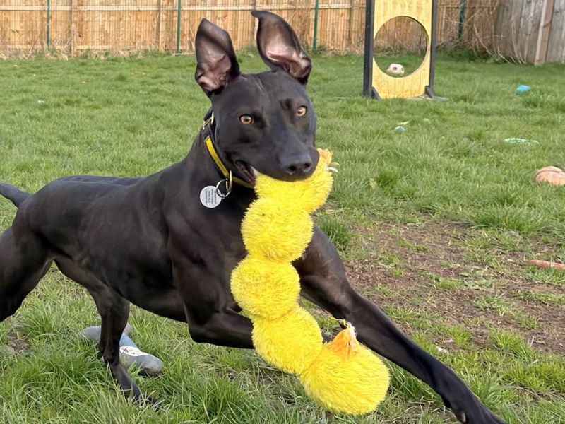 undefined | Lurcher | undefined - 8