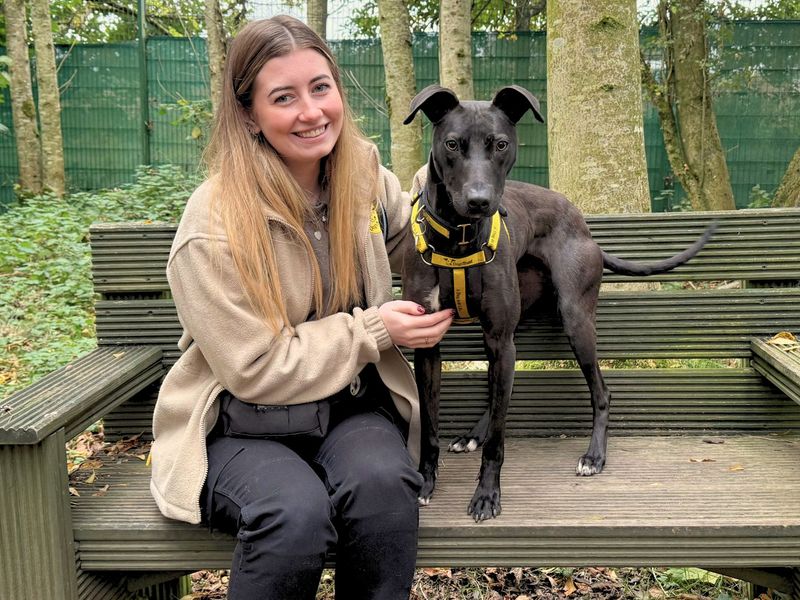 undefined | Lurcher | undefined - 6