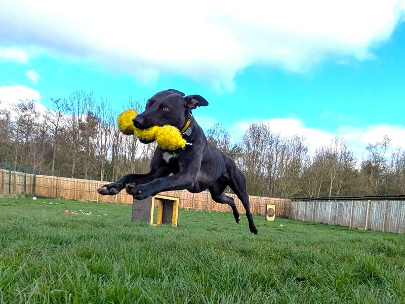 undefined | Lurcher | undefined - 4
