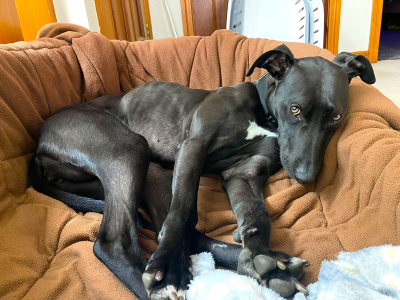 undefined | Lurcher | undefined - 2