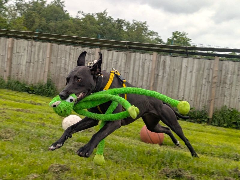 undefined | Lurcher | undefined - 3