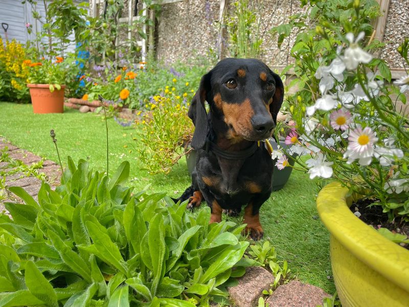 Dachshund for adoption in , – 2 years old