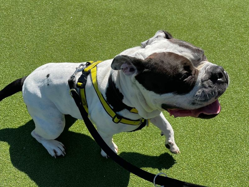 English Bulldog for adoption in Chestfield, Kent – 6 years old - Image 2 of 3