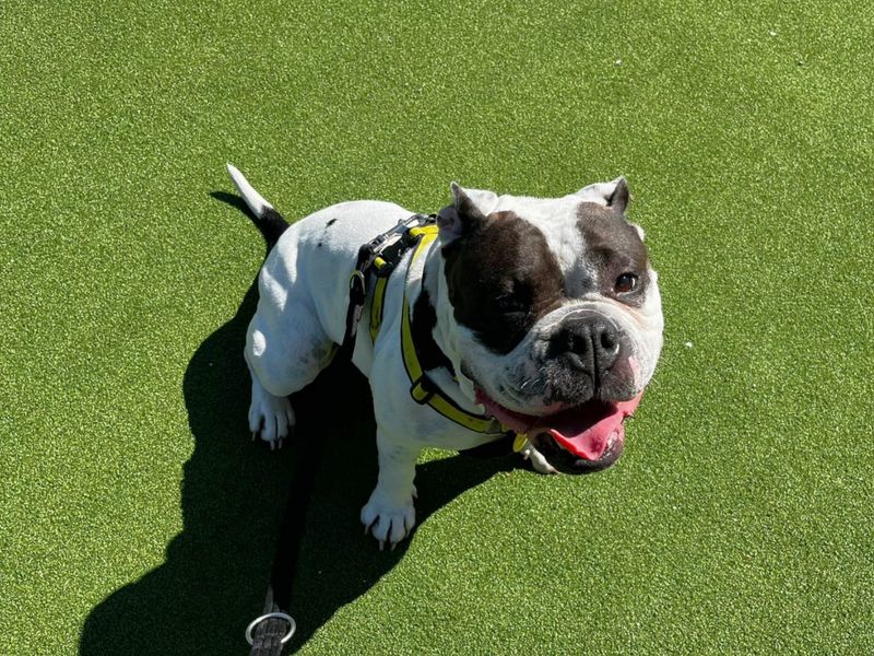 English Bulldog for adoption in Chestfield, Kent – 6 years old