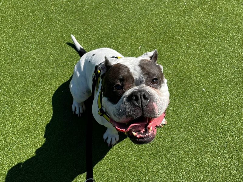 English Bulldog for adoption in Chestfield, Kent – 6 years old - Image 3 of 3