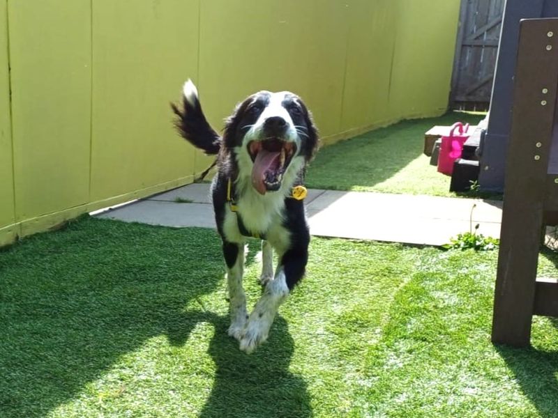 Border Collie for adoption in West Calder, West Lothian – 8 years old - Image 3 of 4
