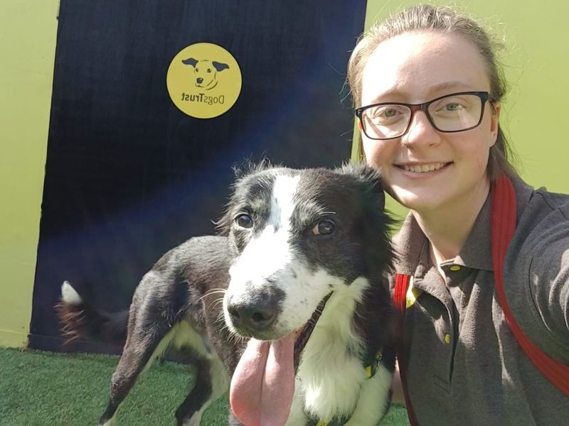 Border Collie for adoption in West Calder, West Lothian – 8 years old - Image 2 of 4