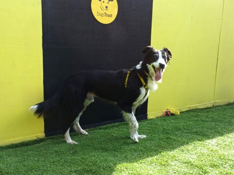 Border Collie for adoption in West Calder, West Lothian – 8 years old - Image 4 of 4