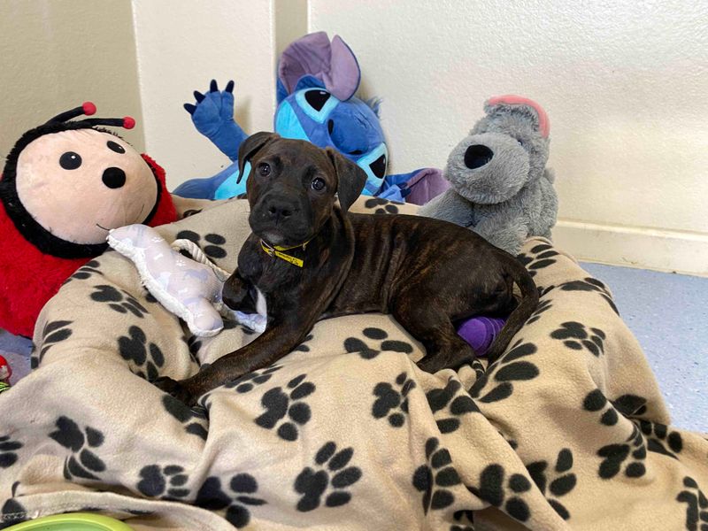 American Bulldog for adoption in Sadberge, Co Durham – 12 weeks old