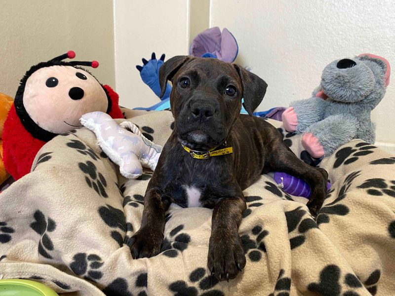 American Bulldog for adoption in Sadberge, Co Durham – 12 weeks old - Image 2 of 3