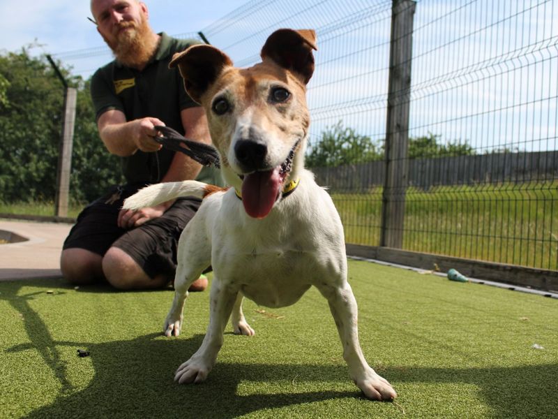 Layla for sale in Evesham, Worcestershire - Image 3
