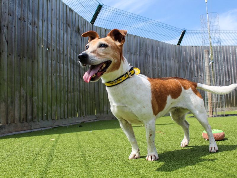 Jack Russell Terrier for adoption in Evesham, Worcestershire – 9 years old