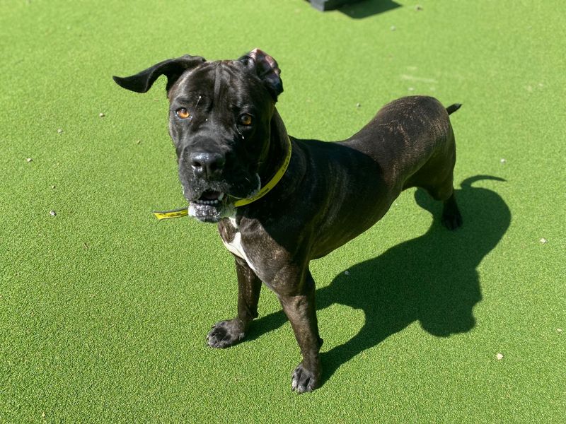 Cane Corso for adoption in Chestfield, Kent – 1 year old - Image 3 of 4