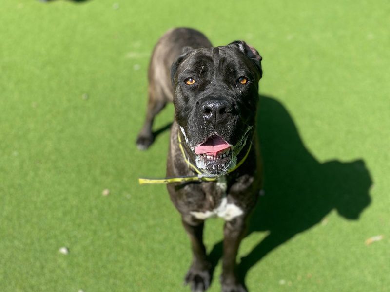 Cane Corso for adoption in Chestfield, Kent – 1 year old - Image 4 of 4