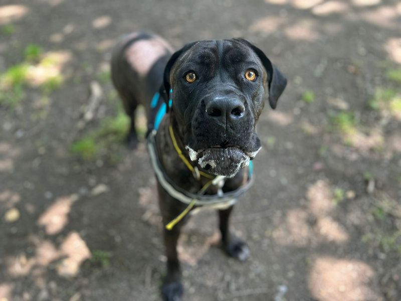Cane Corso for adoption in Chestfield, Kent – 1 year old - Image 2 of 4