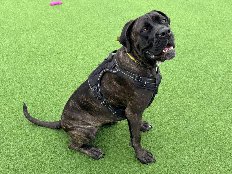 Nanna | Italian Corso Dog | Canterbury - 1