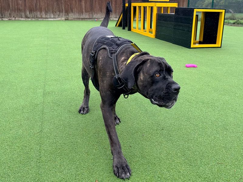 Nanna | Italian Corso Dog | Canterbury - 3