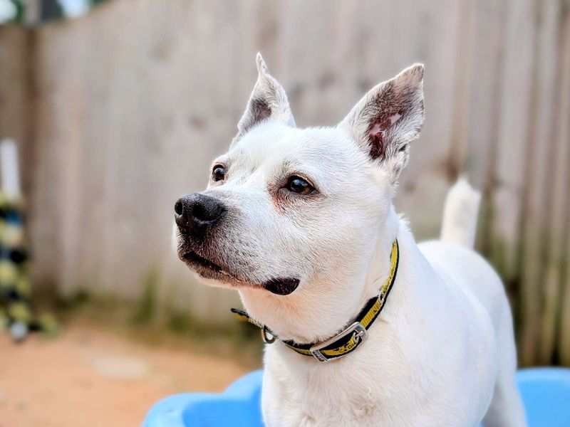 Staffordshire Bull Terrier for adoption in Cardiff, Glamorgan – 6 years old