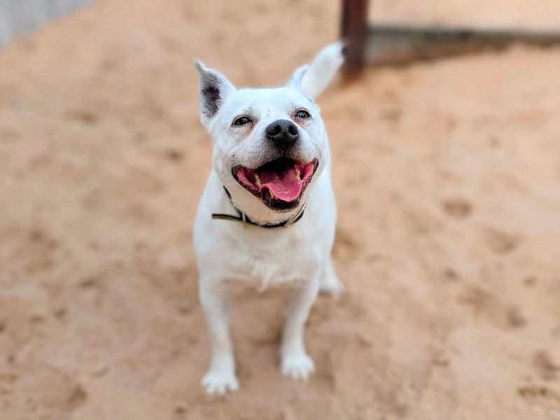 Jack Russell for adoption in Cardiff, Glamorgan – 6 years old - Image 5 of 5
