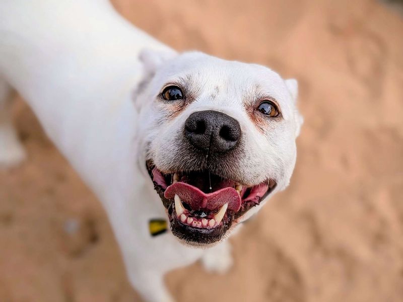 Jack Russell for adoption in Cardiff, Glamorgan – 6 years old - Image 3 of 5