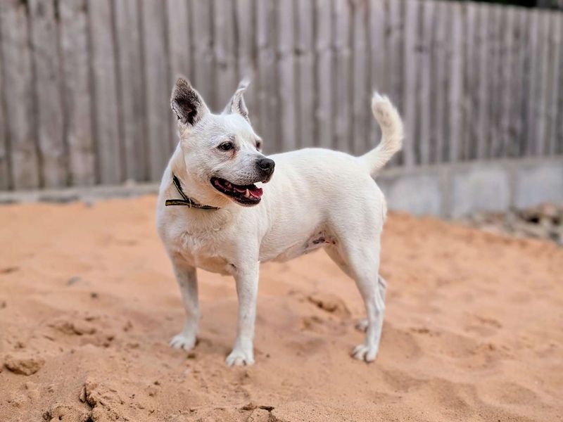Jack Russell for adoption in Cardiff, Glamorgan – 6 years old - Image 2 of 5