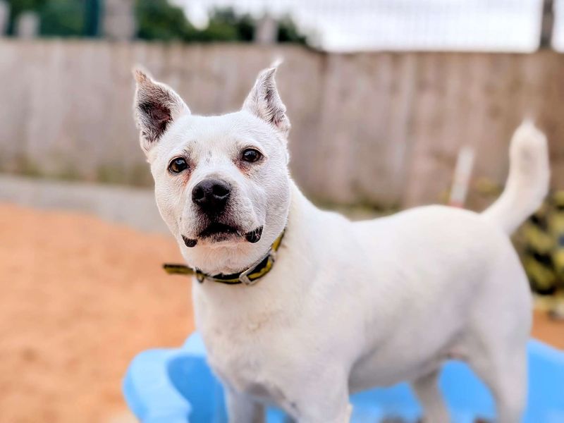 Jack Russell for adoption in Cardiff, Glamorgan – 6 years old - Image 4 of 5
